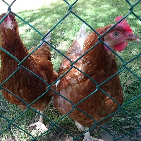 Сasa de vacaciones Farm Hohe Drei Zinnen