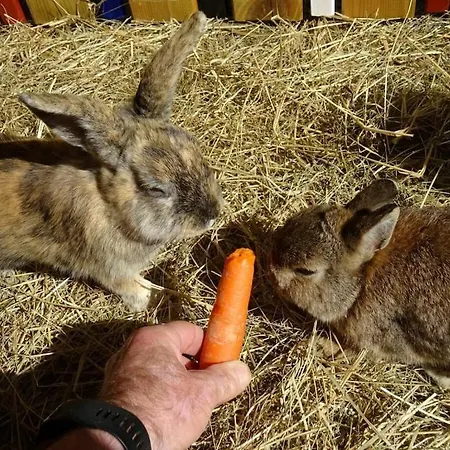 Farm Hohe Drei Zinnen Сasa de vacaciones Hiltpoltstein