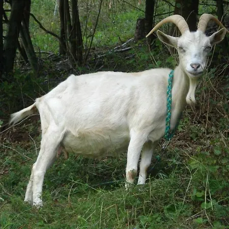 Farm Hohe Drei Zinnen *